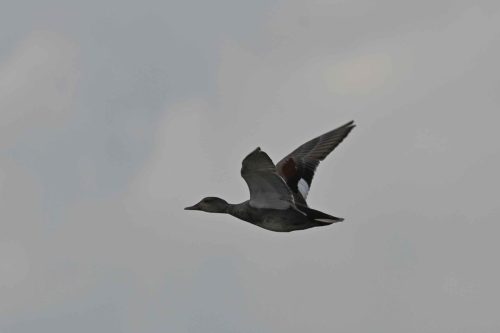 Canard chipeau