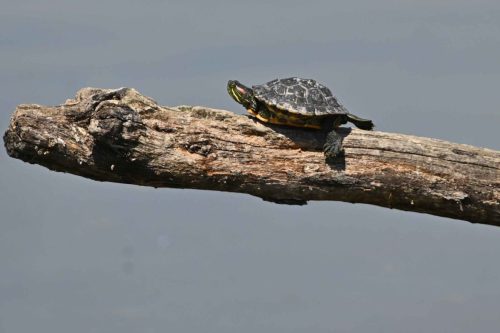 Tortue de Floride