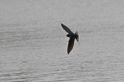 Hirondelle rustique