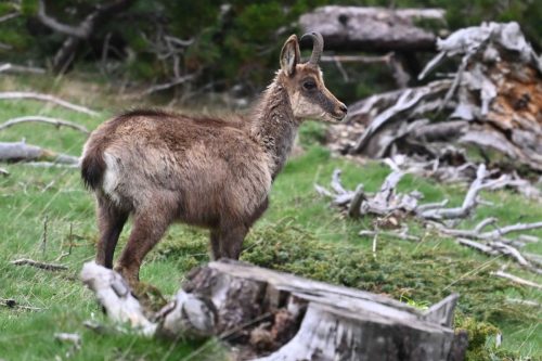 Isard