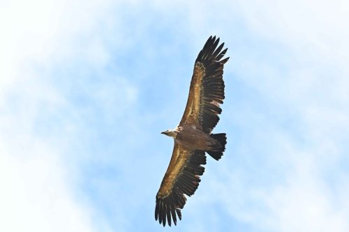 Vautour fauve