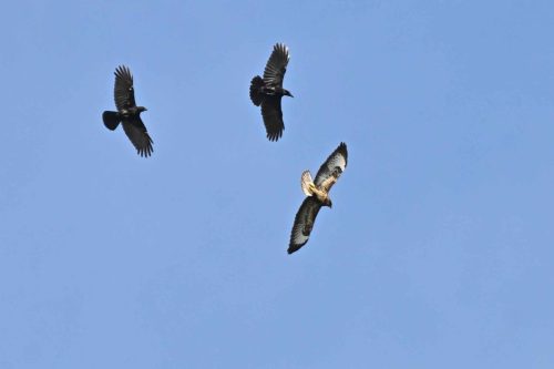 Buse variable et corneilles noires