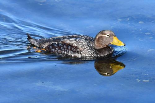 Brassemer des Malouines