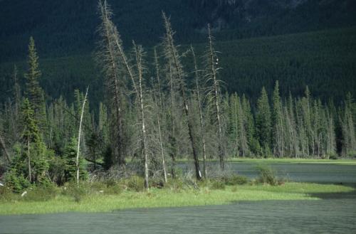 Pyguargue a tête blanche (au loin)