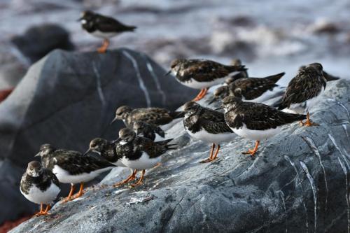 Tournepierres à collier