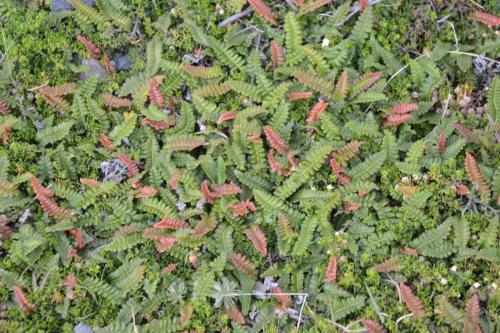 Small Fern (Blechnum penna-marina)