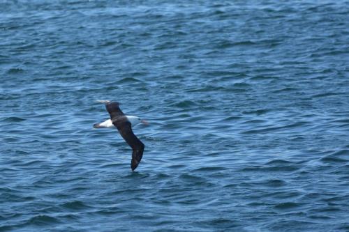 Albatros à sourcils noirs