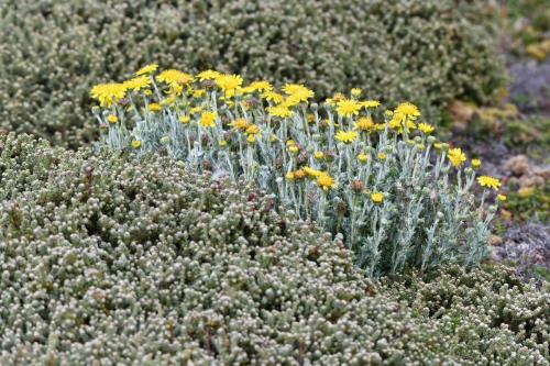 Falkland Wooly Ragwort (Senecio littoralis)
