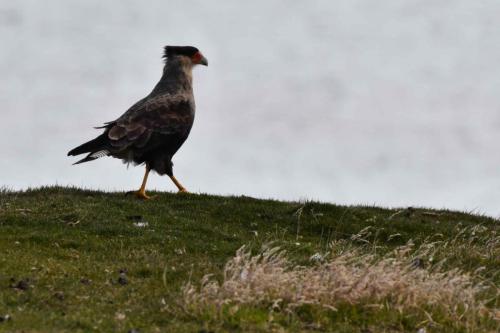 Caracara huppé