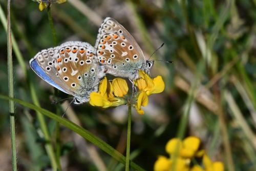 Azuré de la Bugrane