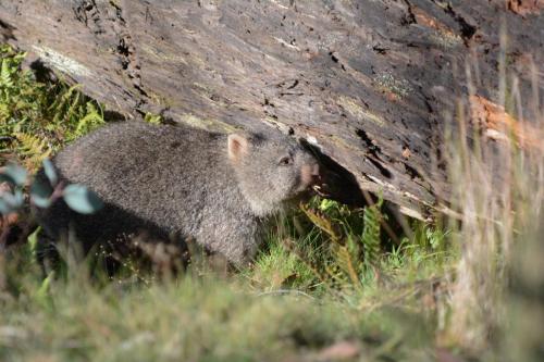 Jeune Wombat