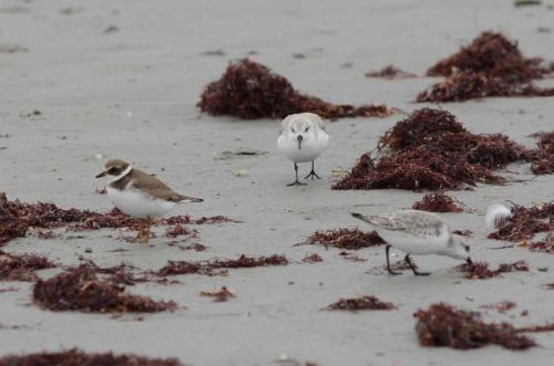 Pluvier semipalmé et Becasseaux sanderling