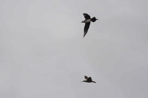 Labbe parasite et Courlis corlieu