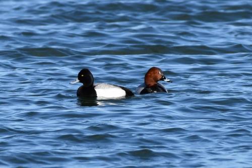 Fuligule à tête noire et fuligule milouin