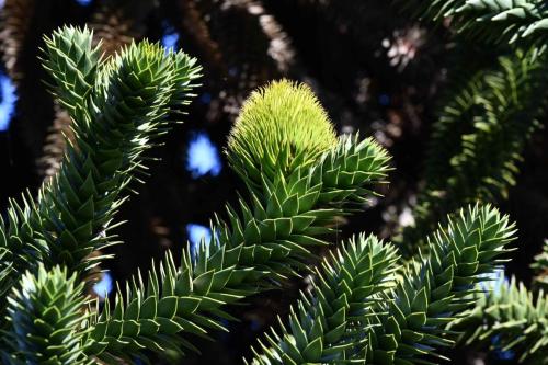 Araucaria