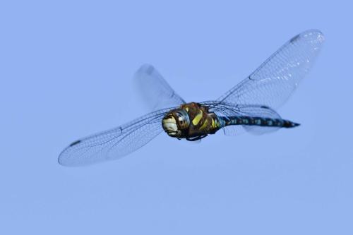 Aeshne mixte (Aeshna mixta)