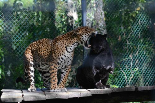 Jaguars