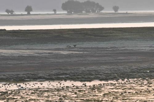 Jeune Pygargue à queue blanche et 3 corneilles noires