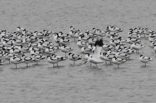 Avocettes élégantes