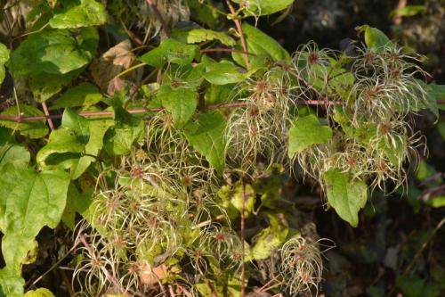 Clématite sauvage