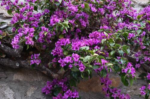 Bougainvillier