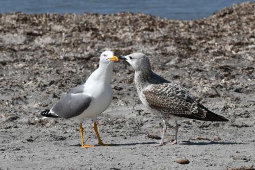 Goélands leucophées