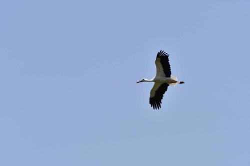 Cigogne blanche
