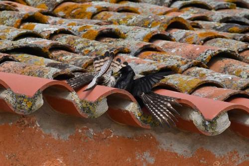 Faucon crécerellette et étourneau unicolore