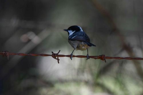 Mésange noire