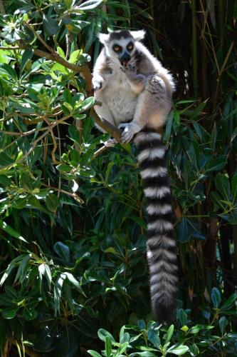 Lémur catta