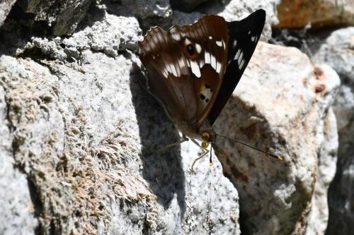 Grand Mars changeant