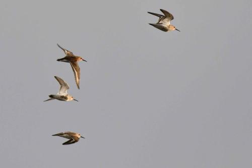 Bécasseaux variables