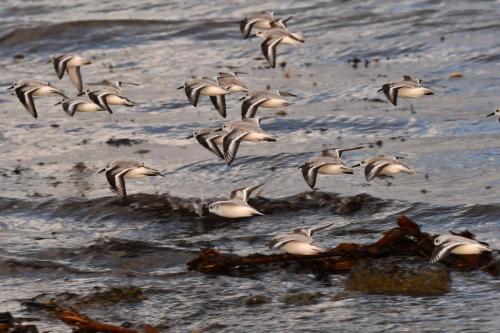 Bécasseaux sanderlings