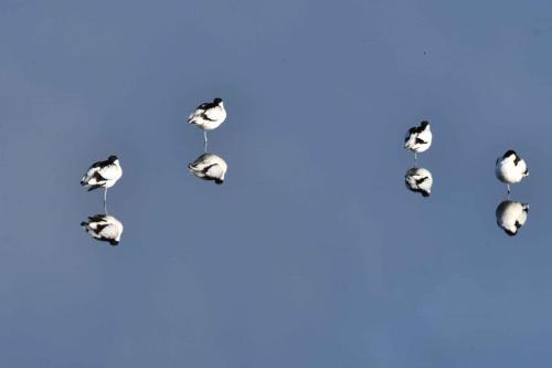 Avocettes élégantes