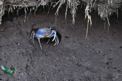 Crabe bleu
