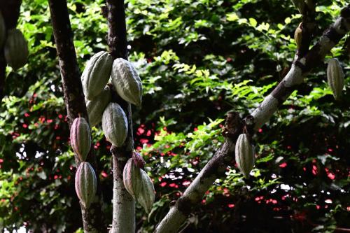 Cacao