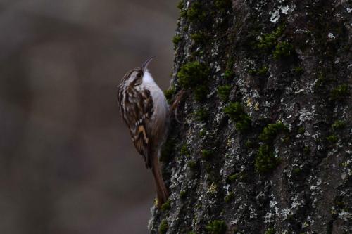 Grimpereau des jardins