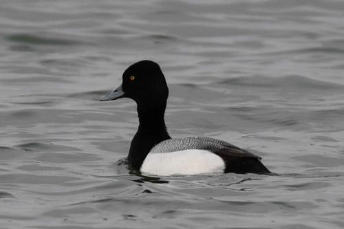 Fuligule à tête noire