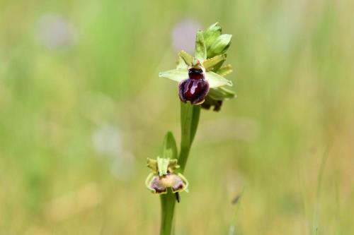 Ophrys araignée
