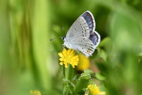 Azuré du trèfle (mâle)