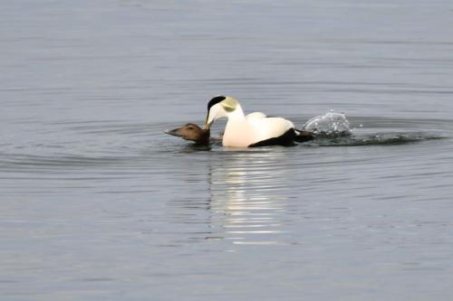 Eiders à duvet