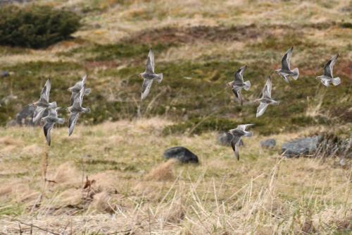 Bécasseaux maubèches