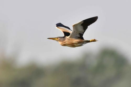 Blongios nain (mâle)