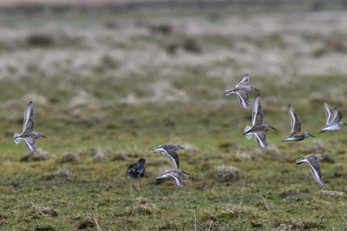 Bécasseaux variables