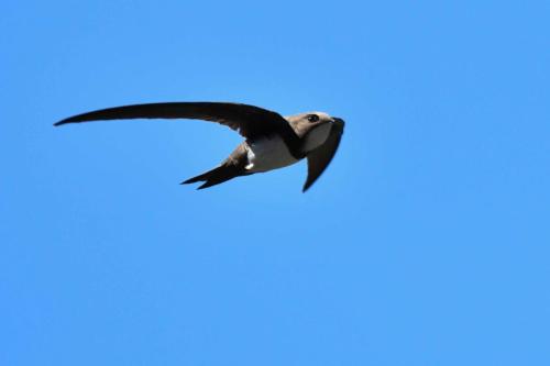 Martinet à ventre blanc