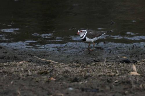 Pluvier à triple collier