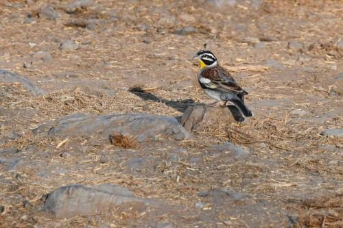 Bruant à poitrine dorée
