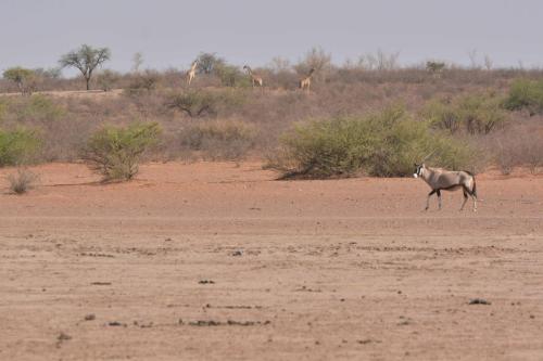 Oryx, girafes