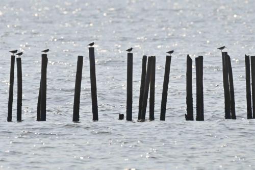 Chevaliers bargettes (Bargettes de Terek)