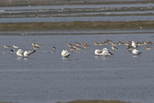 Pluviers fauves et argentés